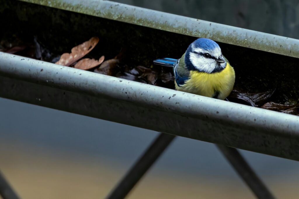 The Hidden Dangers of Clogged Gutters: Why Regular Cleaning is Essential